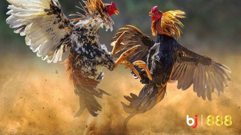 Thức ăn tăng cơ cho gà đá Thức ăn tăng cơ cho gà đá