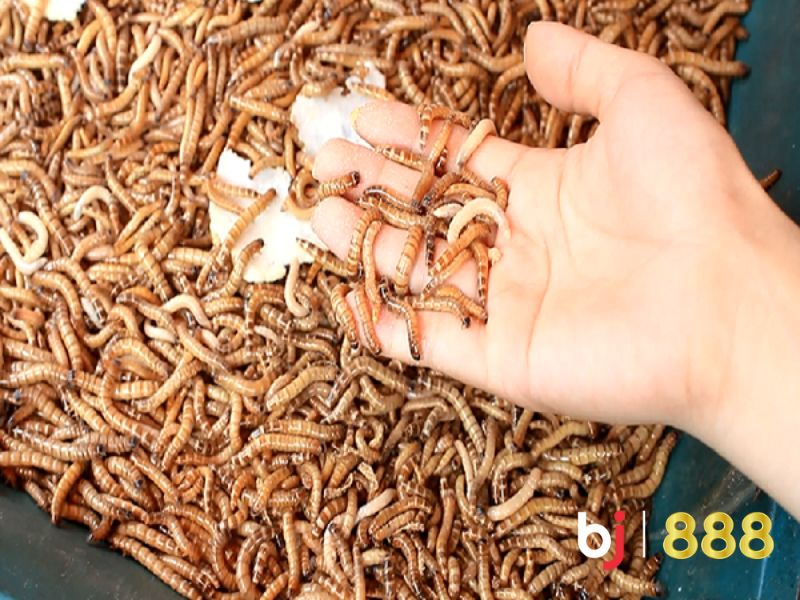 Thức ăn tăng cơ cho gà đá Thức ăn tăng cơ cho gà đá