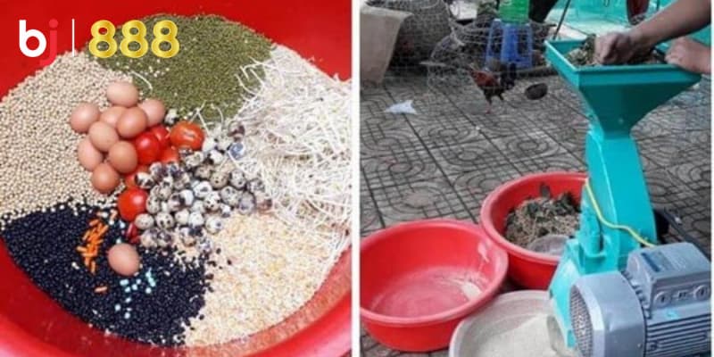 Thực phẩm bổ sung cho gà chọi Thực phẩm bổ sung cho gà chọi